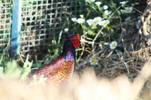 Colchian pheasant