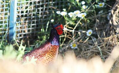 Colchian pheasant